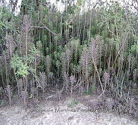 CMP001 Kalanchoe delagoensis.JPG