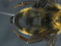 JAMR028 Bombus variabilis.jpg