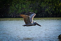 FBA0587 Pelecanus occidentalis.jpg