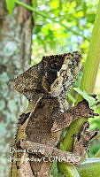 MN6TL0003 Corytophanes hernandesii.jpg