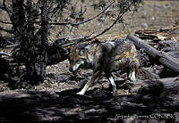 AB0094 Canis latrans.jpg