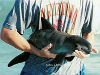 NBA0034 Phocoena sinus.jpg