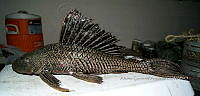 HE009 P 0141 Plecos.jpg