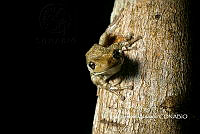 MN6F0011 Trachycephalus vermiculatus.jpg