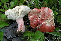 AKL0047 Russula mexicana.jpg