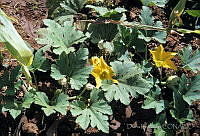 DK2120 Cucurbita sp..jpg