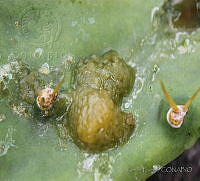 KB03 Opuntia dilenii.jpg