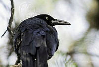 JRRO0147 Quiscalus mexicanus.jpg