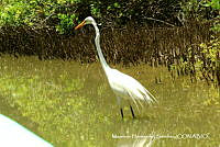 MHS0030 Ardea alba.JPG