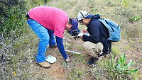 WI005 0080 Tliltocatl schroederi.jpg