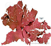 LDGR024 Kallymenia bleckii.jpg
