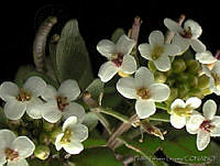 PTL0909 Nasturtium officinale.jpg