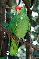 VHL0315 Amazona viridigenalis.jpg