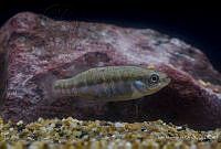 IMDOC2208 Allotoca dugesii.jpg