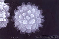 GMH0024 Geastrum schmidelii.jpg