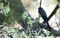 AAKVDH 0529 Trogon citreolus.JPG