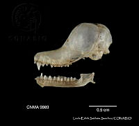 LESS 0440 Natalus stramineus ssp. saturatus.JPG