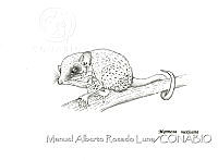 MARL0435 Marmosa mexicana.jpg