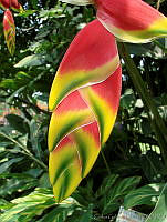 CGL1147 Heliconia sp..jpg