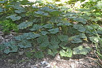 SG019 0286 Cucurbita argyrosperma sbs argyrosperma.jpg