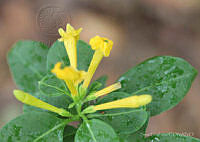 SL0124 Cestrum oblongifolium.jpg