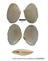 KT014 0302 Macoploma lamproleuca.JPG