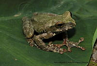 RACA 0040 Charadrahyla sakbah-1.JPG