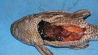 LEAdA056 Pterygoplichthys pardalis.jpg