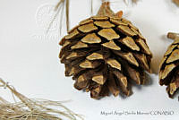 MASM06794 Pinus oocarpa.jpg