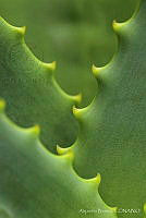 AB01 Aloe sp..jpg