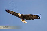 03_CNS1331 Haliaeetus leucocephalus.jpg