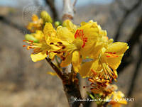 RRR0474 Haematoxylum brasiletto.jpg