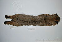 AAGC0076 Lynx rufus.jpg