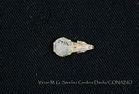 VMS-CD0267 Cryptotis parva.JPG