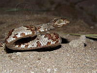 FAC03 Trimorphodon paucimaculatus.jpg