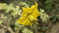 SM0297 Solanum rostratum.jpg