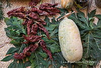 LRP 1692 _Cucurbita, Capsicum_.jpg