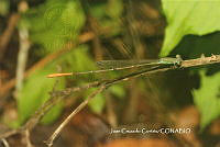 JCC0235 Leptobasis lucifer.JPG