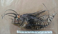 HE009 P 1550 Pez león asiático.JPG
