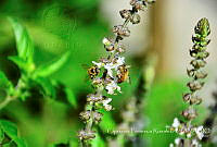 CFR001 Apis mellifera.jpg