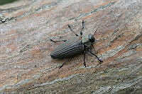 VHHT001 Actenodes chalybeitarsis.jpg