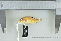SGQ3363 Scorpaenodes xyris.jpg