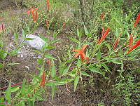 EEC0015 Anisacanthus quadrifidus.jpg