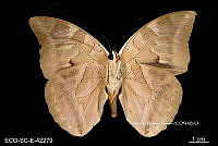 ME006 Entomo SCLC 0154 Archaeoprepona demophoon gulina.jpg