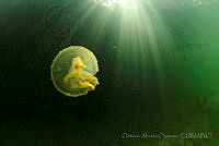 OAO0334 Cassiopea frondosa.jpg