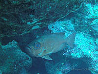 VDLCF1462 Priacanthus arenatus.jpg