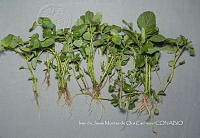 IMDOC4683 Amaranthus sp..jpg
