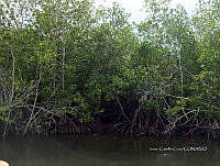 LM019 0497 Rhizophora mangle.jpg