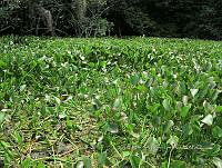 ME003 0036 Eichhornia crassipes.jpg