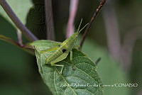 ZAPF0520 Sphenarium sp..jpg